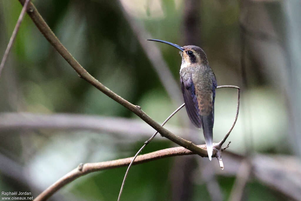 Streak-throated Hermitadult