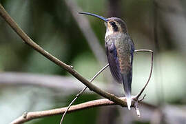 Streak-throated Hermit