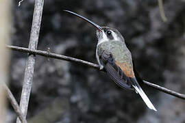 Sooty-capped Hermit