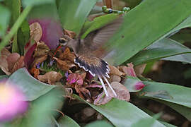 Mexican Hermit