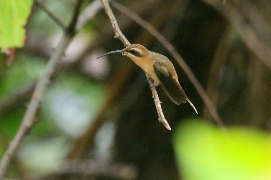 Cinnamon-throated Hermit