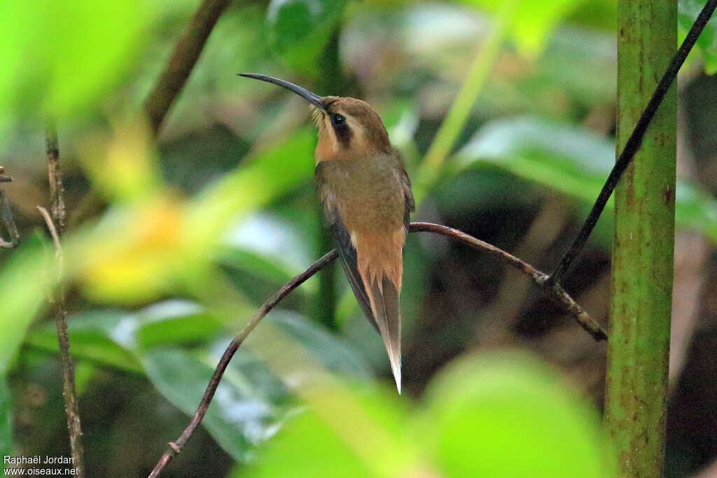 Cinnamon-throated Hermitadult