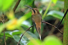 Cinnamon-throated Hermit