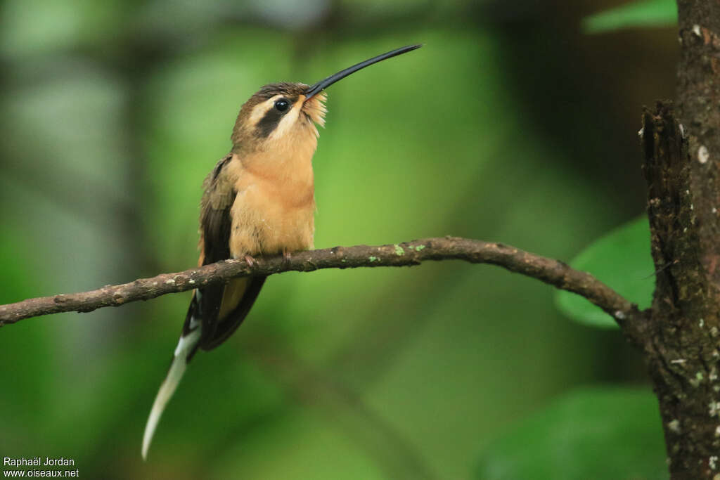 Ermite de Prêtreadulte, identification