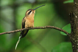 Planalto Hermit