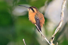 Reddish Hermit