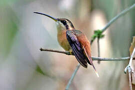 Reddish Hermit