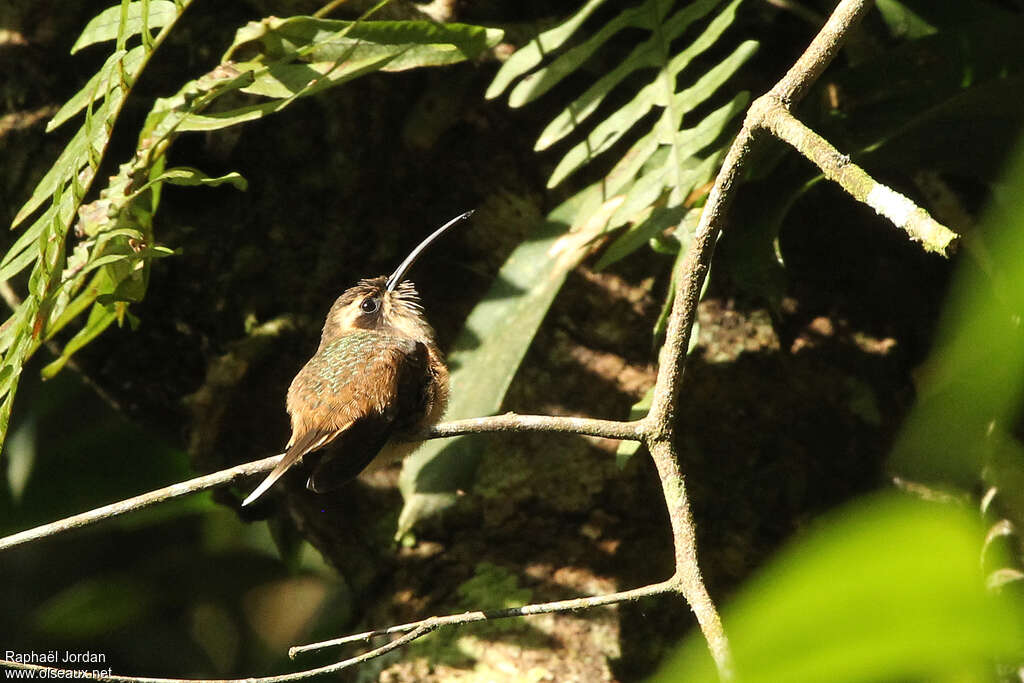 Dusky-throated Hermit