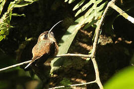 Dusky-throated Hermit