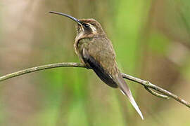 Dusky-throated Hermit