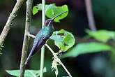 Ermite yaruqui