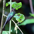 Ermite yaruqui