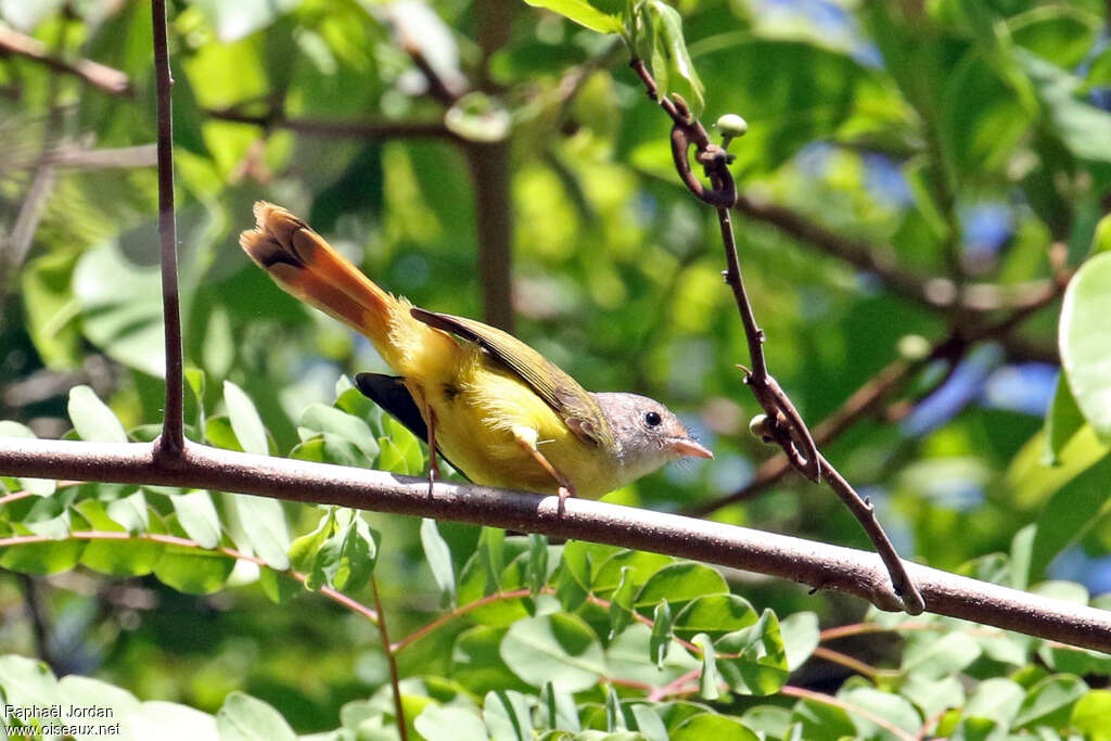 Livingstone's Flycatcheradult, habitat, pigmentation