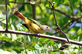 Livingstone's Flycatcher