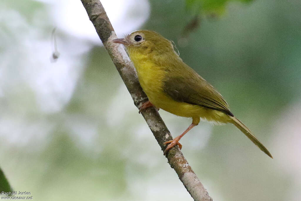 Érythrocerque jauneadulte, identification