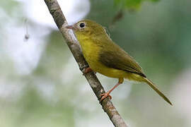 Little Yellow Flycatcher