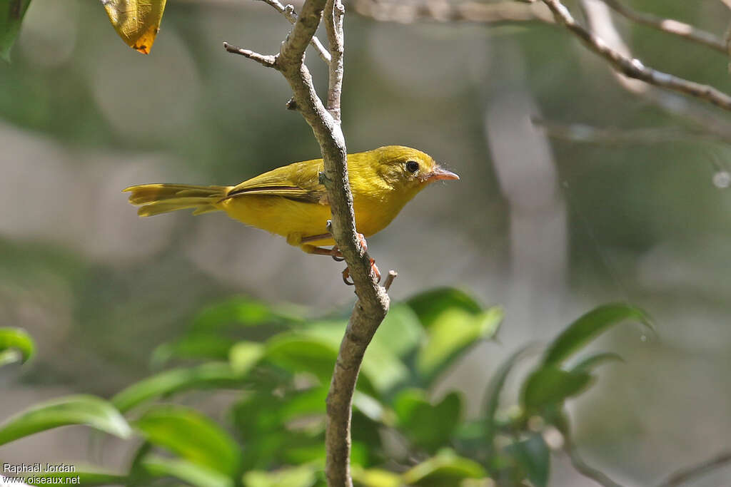 Little Yellow Flycatcheradult, identification