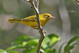 Little Yellow Flycatcher