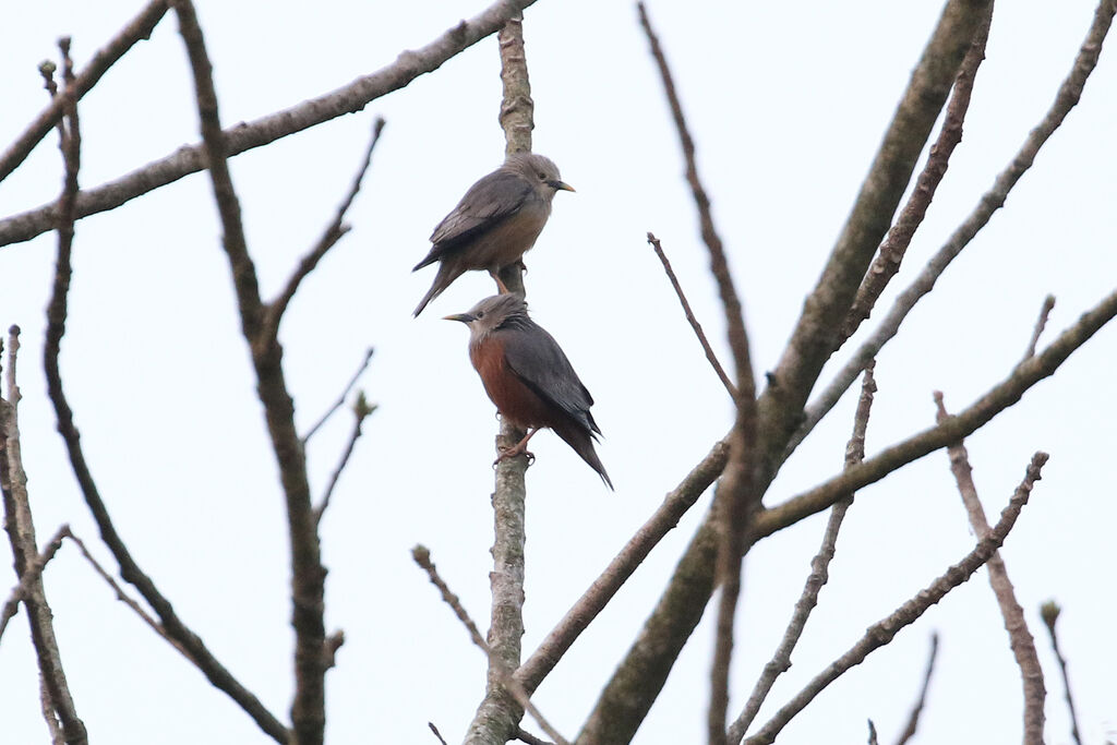 Chestnut-tailed Starlingadult breeding