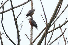 Chestnut-tailed Starling