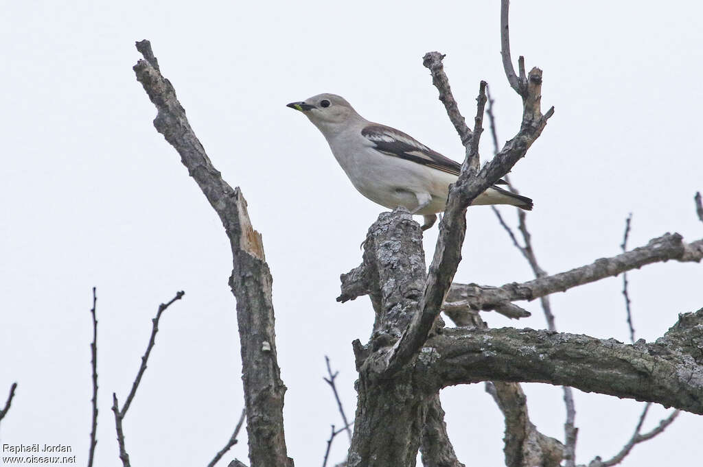 Daurian Starlingadult, identification