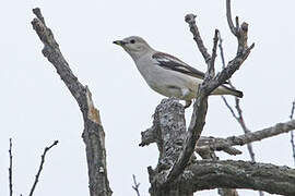 Daurian Starling