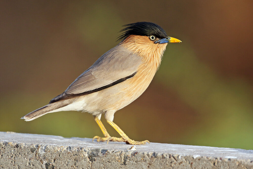 Brahminy Starlingadult