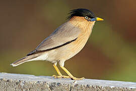 Brahminy Starling