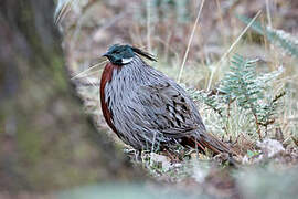 Koklass Pheasant