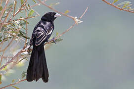 White-winged Widowbird