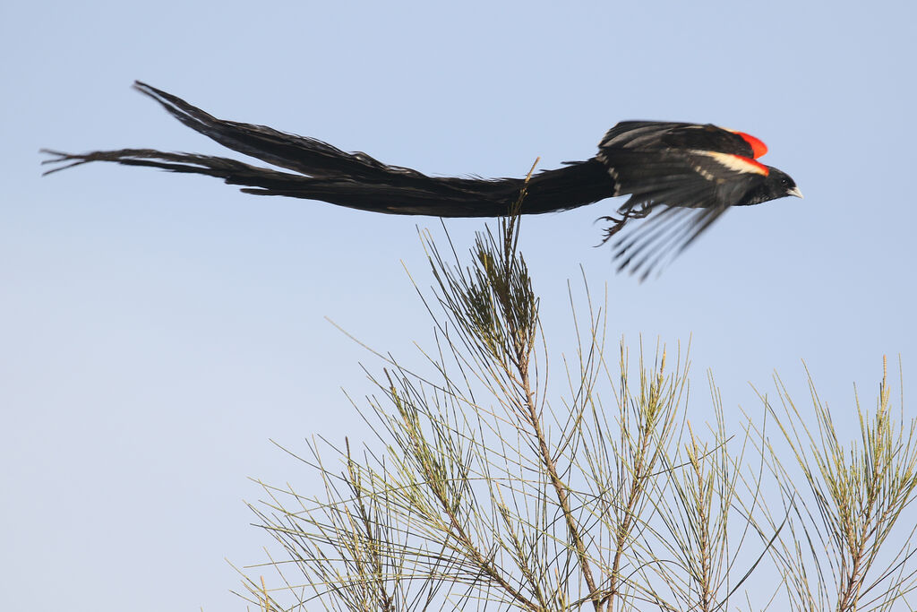 Long-tailed Widowbird male adult breeding