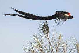 Long-tailed Widowbird