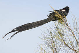 Long-tailed Widowbird