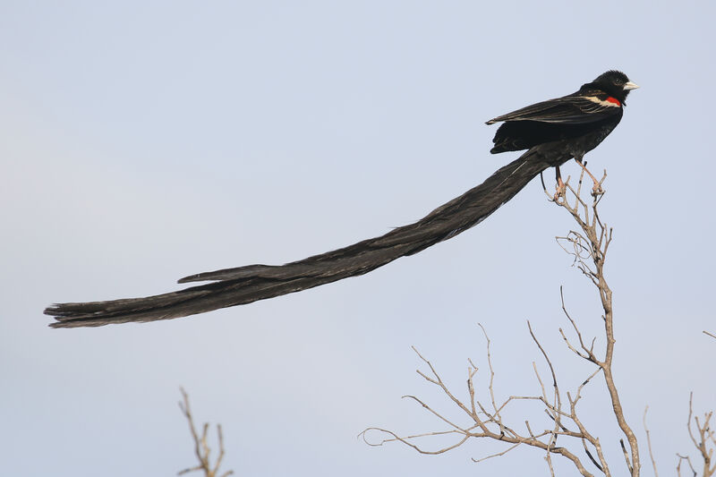 Long-tailed Widowbird male adult breeding