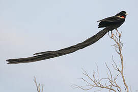 Long-tailed Widowbird