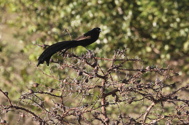 Jackson's Widowbird male adult breeding
