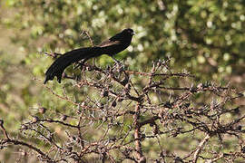 Jackson's Widowbird