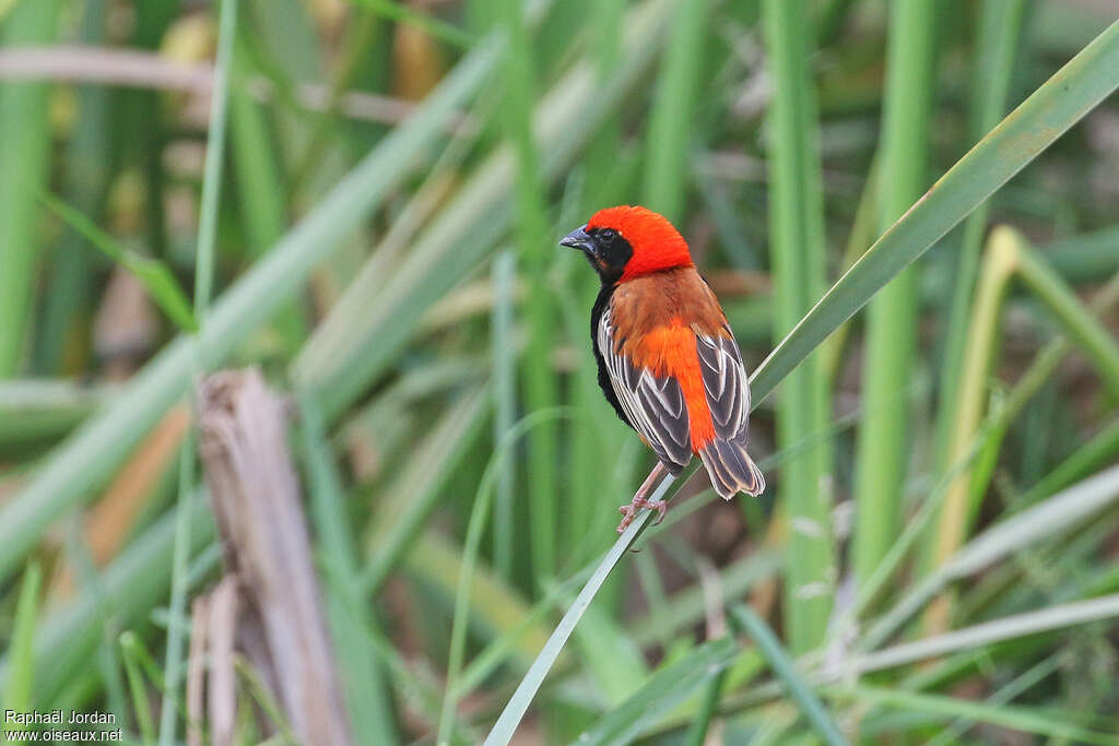 Zanzibar Red Bishop male adult breeding, habitat, pigmentation