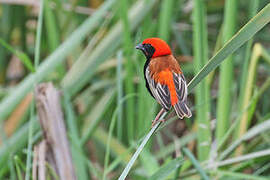 Zanzibar Red Bishop