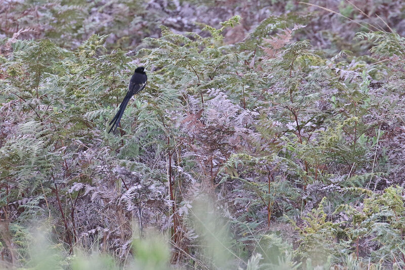Montane Widowbird male adult breeding