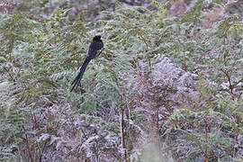 Montane Widowbird