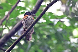 Rufous-sided Broadbill