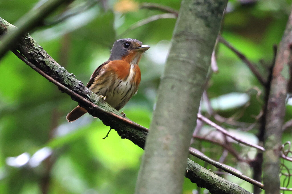 Grey-headed Broadbill male adult