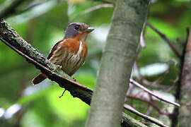 Grey-headed Broadbill