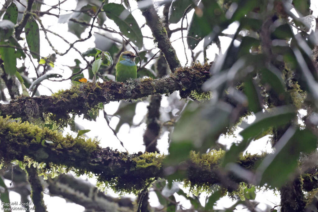 Grauer's Broadbilladult