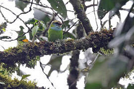 Grauer's Broadbill