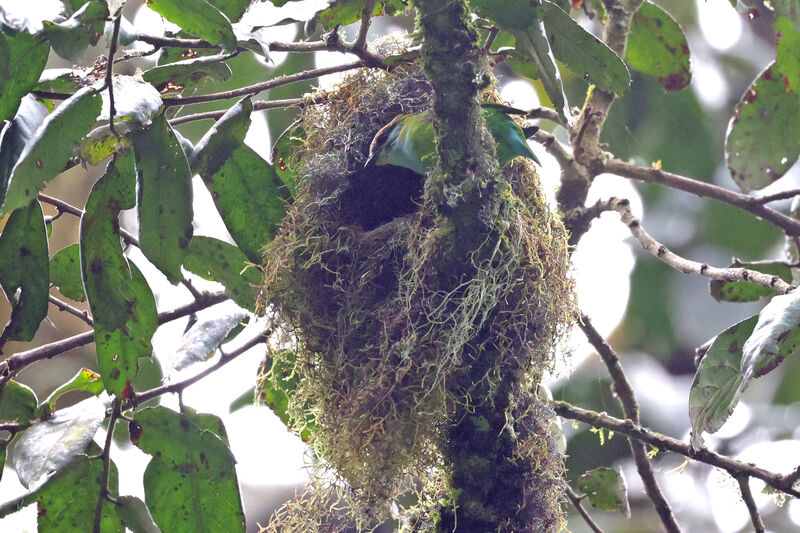 Grauer's Broadbilladult, Reproduction-nesting