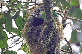 Grauer's Broadbill