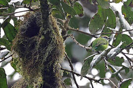 Grauer's Broadbill