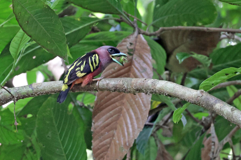 Banded Broadbill